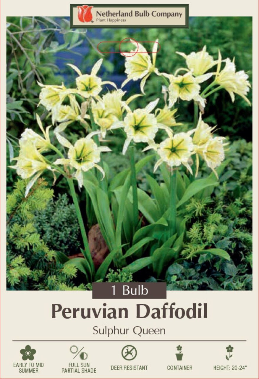 Sulphur Queen Peruvian Daffodil Bulb - Hymenocallis - Fragrant